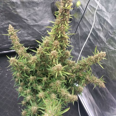 Purple Punch Automatic growlog timeline photo