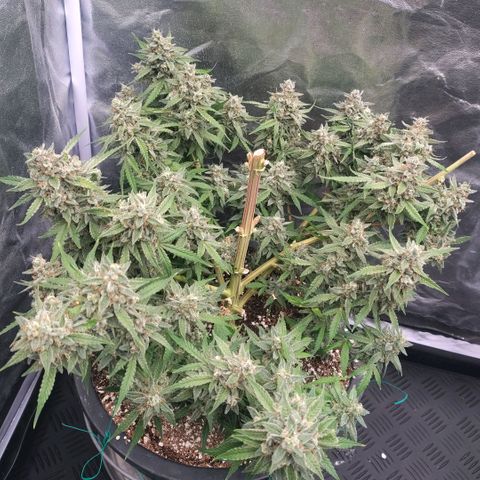 Purple Punch Automatic growlog timeline photo