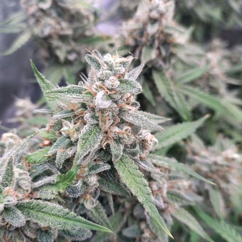 Purple Punch Automatic growlog timeline photo