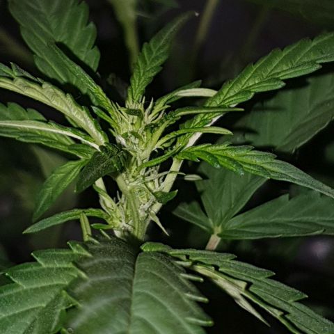 Gladys growlog photo: Inicio de floración 