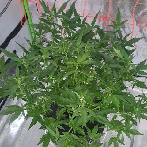 Gladys growlog photo: Inicio de floración 