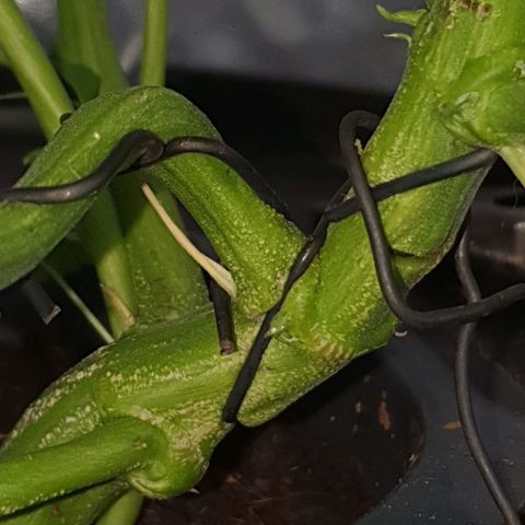 Gladys growlog photo: Lst con alambres. 
Hay que tratar de sacarlos antes la próxima. 