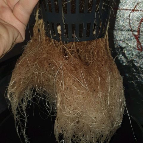 Gladys growlog timeline photo
