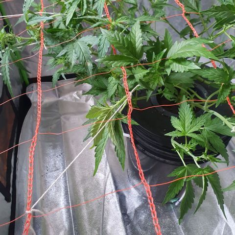 Gladys growlog timeline photo