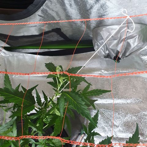 Gladys growlog timeline photo
