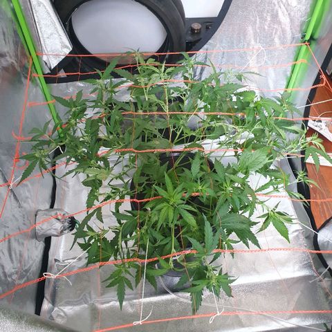 Gladys growlog photo: Tratando de llenar el m²