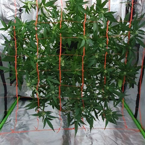 Gladys growlog timeline photo