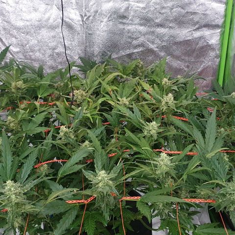 Gladys growlog photo: 4ta semana de flora
