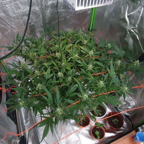 Gladys growlog photo: 4ta semana de flora