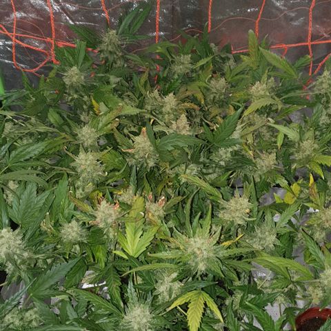 Gladys growlog photo: 5ta semana de flora 