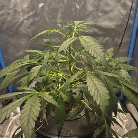 Omega growlog timeline photo