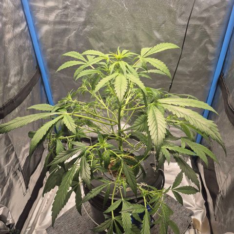 Omega growlog photo: Mucho lst