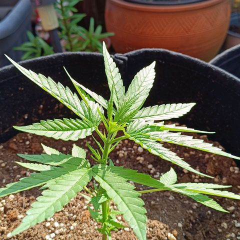 White Widow Clone of Sensi Seeds White Label growlog timeline photo