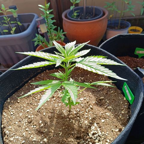 White Widow Clone of Sensi Seeds White Label growlog timeline photo