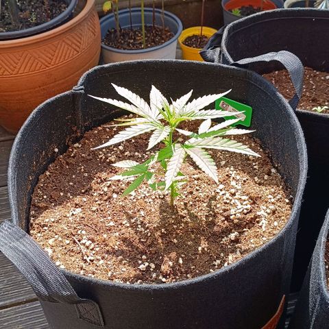 White Widow Clone of Sensi Seeds White Label growlog timeline photo