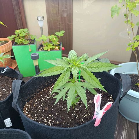 White Widow Clone of Sensi Seeds White Label growlog timeline photo