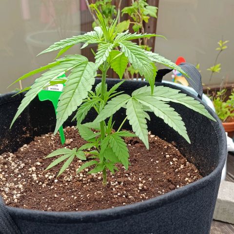 White Widow Clone of Sensi Seeds White Label growlog timeline photo