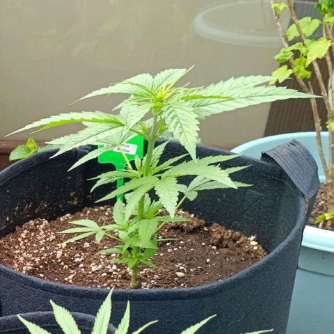 White Widow Clone of Sensi Seeds White Label growlog timeline photo