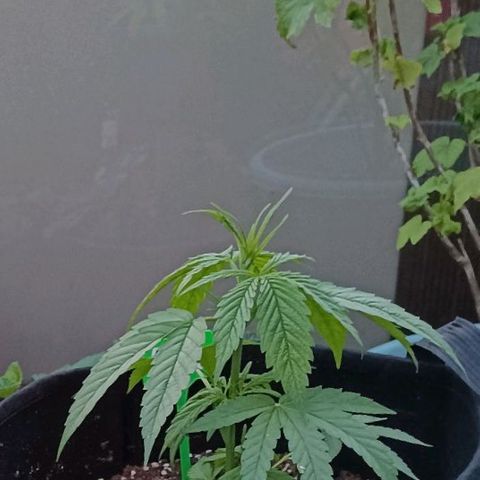 White Widow Clone of Sensi Seeds White Label growlog timeline photo