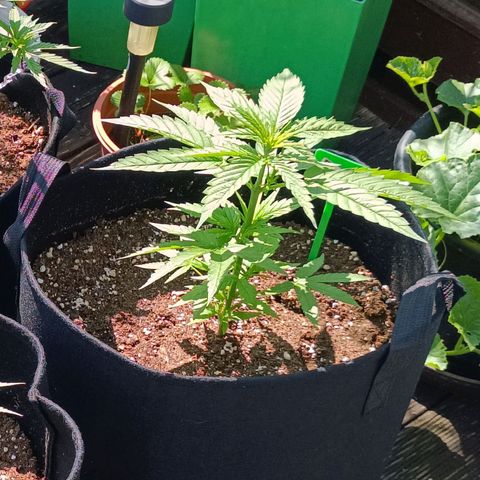 White Widow Clone of Sensi Seeds White Label growlog timeline photo