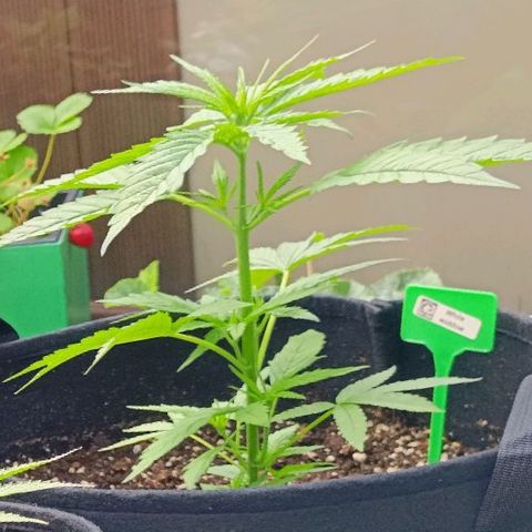 White Widow Clone of Sensi Seeds White Label growlog timeline photo