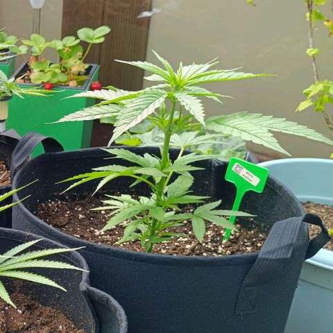 White Widow Clone of Sensi Seeds White Label growlog timeline photo