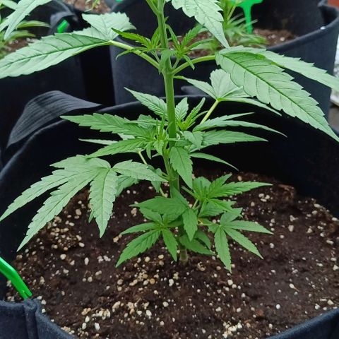 White Widow Clone of Sensi Seeds White Label growlog timeline photo