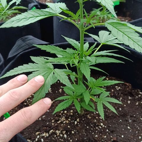 White Widow Clone of Sensi Seeds White Label growlog timeline photo