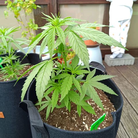 White Widow Clone of Sensi Seeds White Label growlog timeline photo