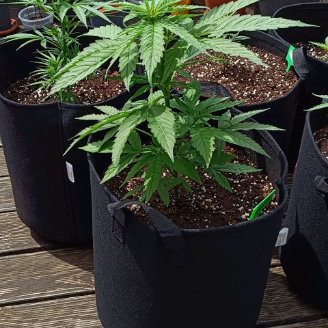 White Widow Clone of Sensi Seeds White Label growlog timeline photo