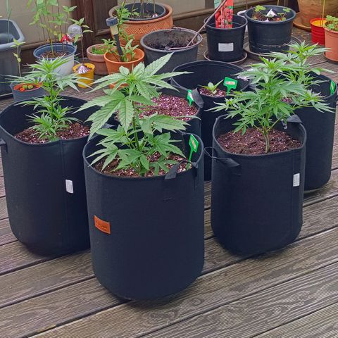 White Widow Clone of Sensi Seeds White Label growlog photo: Alle 6 Pflanzen