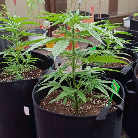 White Widow Clone of Sensi Seeds White Label growlog timeline photo