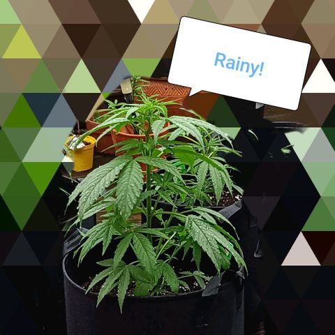 White Widow Clone of Sensi Seeds White Label growlog timeline photo