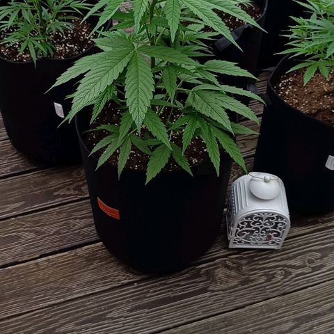White Widow Clone of Sensi Seeds White Label growlog timeline photo