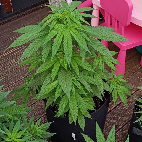 White Widow Clone of Sensi Seeds White Label growlog photo: Gegen Abend aufgenommen 