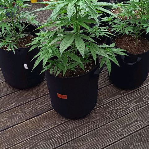 White Widow Clone of Sensi Seeds White Label growlog timeline photo