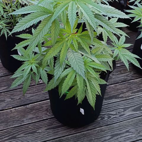 White Widow Clone of Sensi Seeds White Label growlog timeline photo