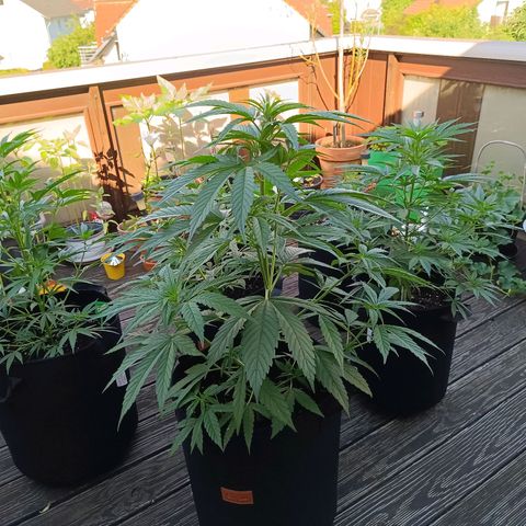 White Widow Clone of Sensi Seeds White Label growlog timeline photo