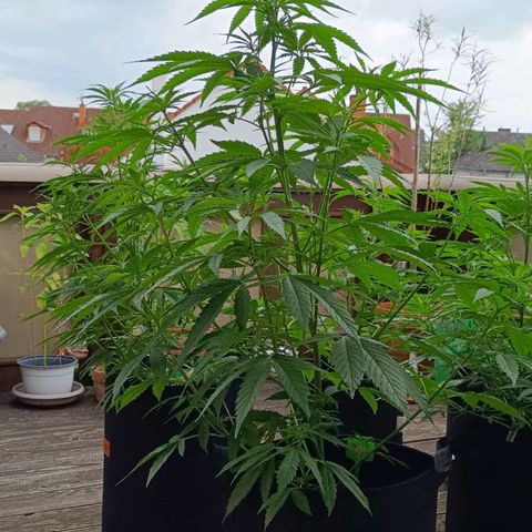 White Widow Clone of Sensi Seeds White Label growlog timeline photo