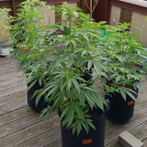 White Widow Clone of Sensi Seeds White Label growlog timeline photo