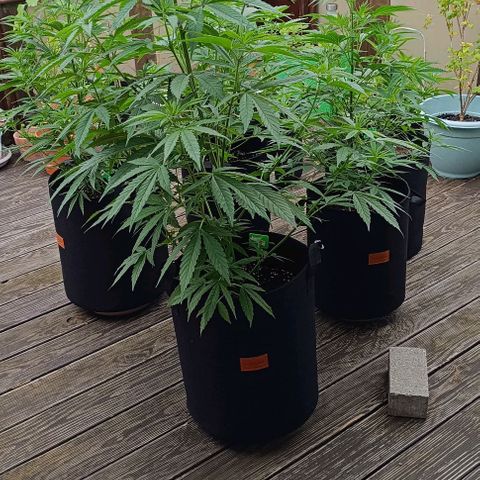 White Widow Clone of Sensi Seeds White Label growlog timeline photo