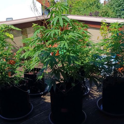 White Widow Clone of Sensi Seeds White Label growlog timeline photo