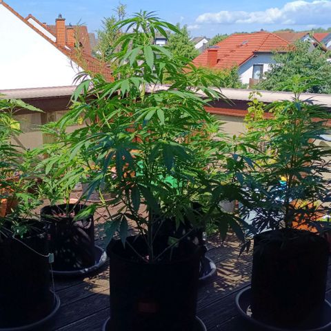 White Widow Clone of Sensi Seeds White Label growlog timeline photo