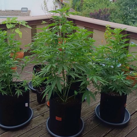 White Widow Clone of Sensi Seeds White Label growlog timeline photo