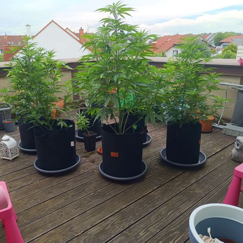 White Widow Clone of Sensi Seeds White Label growlog timeline photo