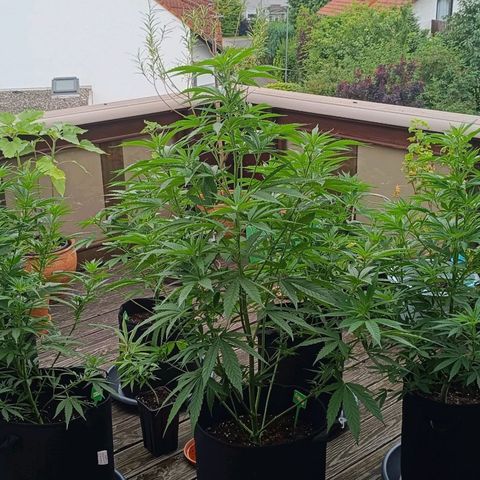 White Widow Clone of Sensi Seeds White Label growlog timeline photo