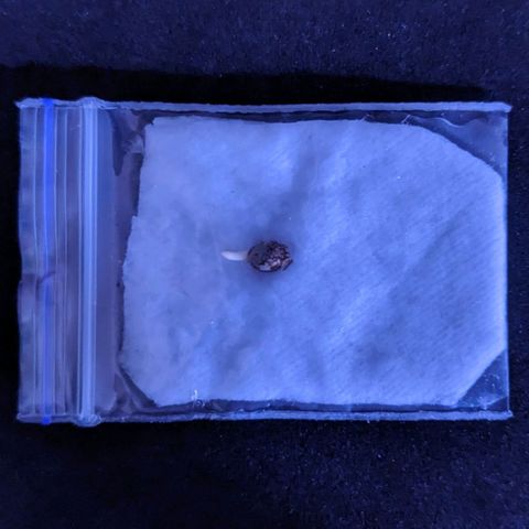 Blueberry growlog photo: 100 годин пророщування без попереднього замочування. Температура всередені 25°С
