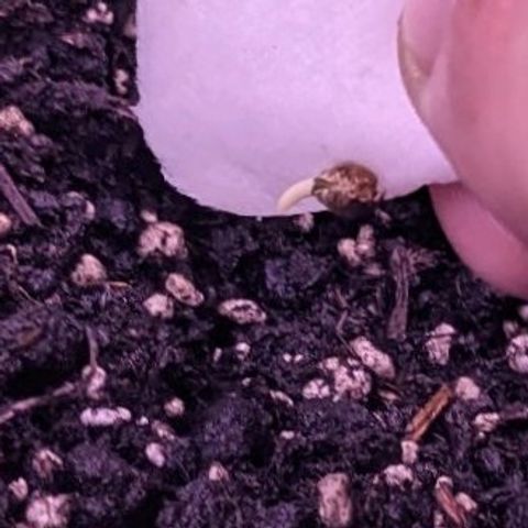 Blueberry growlog photo: 22:00 Переїзд у гроубег