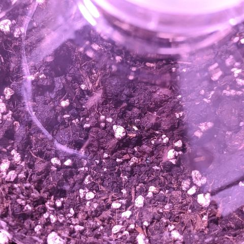 Blueberry growlog timeline photo
