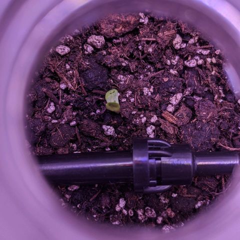 Blueberry growlog photo: 🌡️Температура всередині: 19-21°С
💦Вологість: 70-80%
💎VPD(ROOM): 0.5
💎VPD(LEAF): 0.7
🌞DLI: 10
💡150 PPFD
🕗20/4